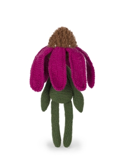Echinacea
