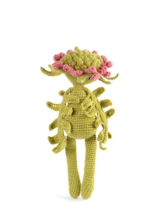 Pincushion Flower
