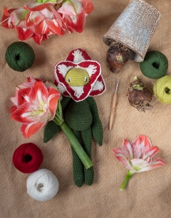 Amaryllis