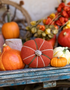 Maxima Squash