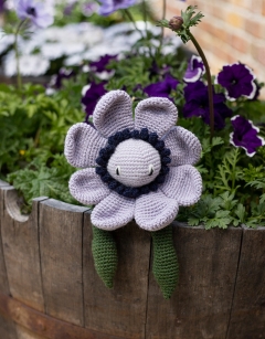 Anemone