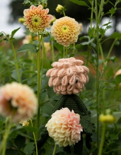 Ball Dahlia