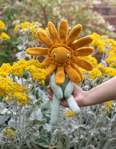 Brachyglottis ‘Sunshine’