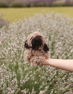 Theresa the Briard