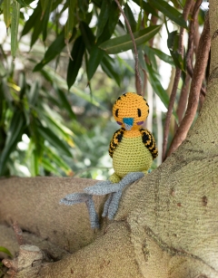 Terence the Budgerigar