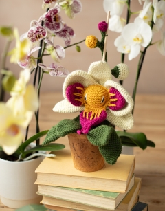 Orchidarium Bundle