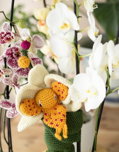 Orchidarium Bundle