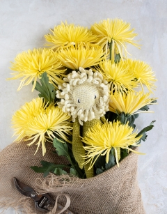 Chrysanthemum