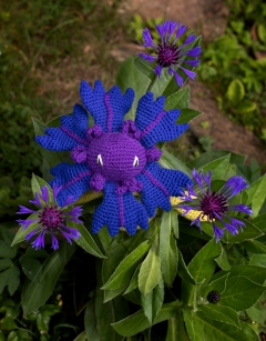 Cornflower