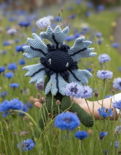 Cornflower