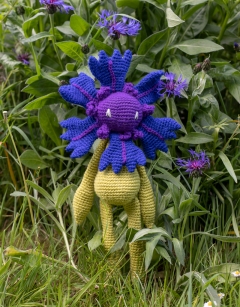 Cornflower