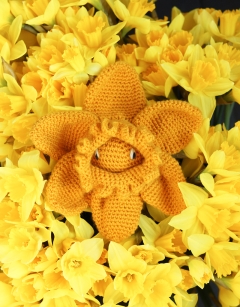 Daffodil