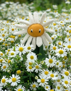 Daisy
