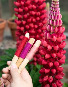 Lupin