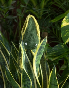 Sansevieria