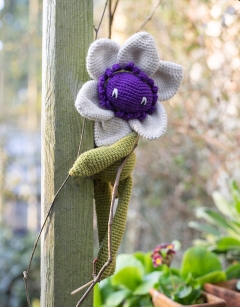 Clematis