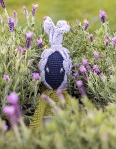French Lavender