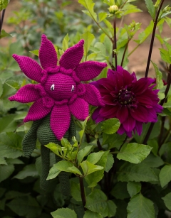 Formal Dahlia