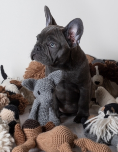 Enzo the French Bulldog
