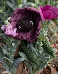 Poppy