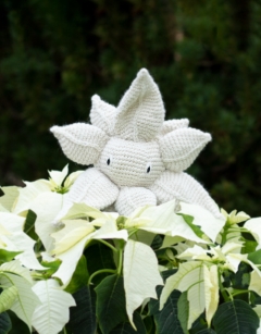 Poinsettia