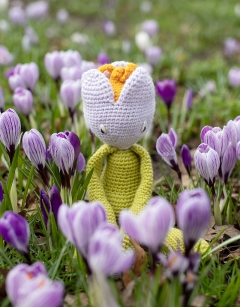 Crocus