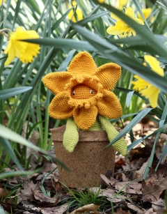 Daffodil