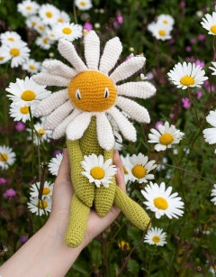 Daisy