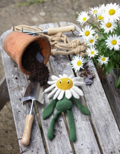 Daisy