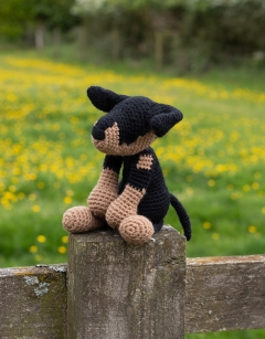 Felicity the Doberman