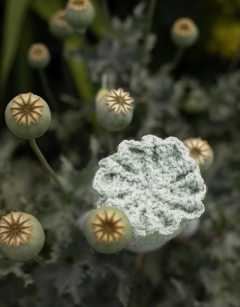 Poppy Seed Head
