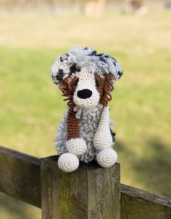 Jethro the Australian Shepherd
