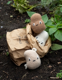 Seed Potato