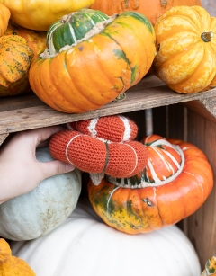 Maxima Squash