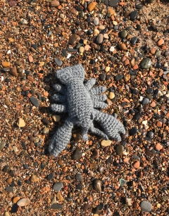 Shore Discovery Box