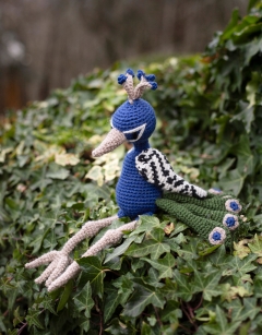 Rohit the Peacock