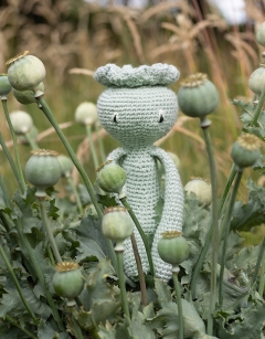 Poppy Seed Head
