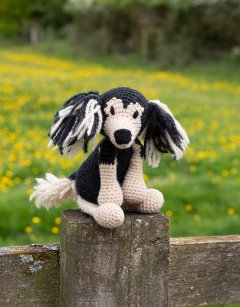 Eloise the Saluki 