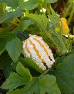 Short Gourd