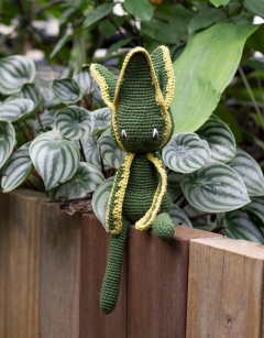 Sansevieria