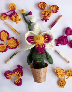 Orchidarium Bundle