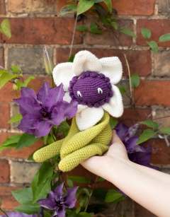 Clematis