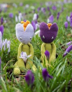 Crocus