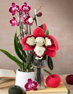 Blush Moth Orchid