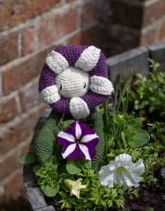 Petunia