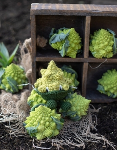 Romanesco Cauliflower