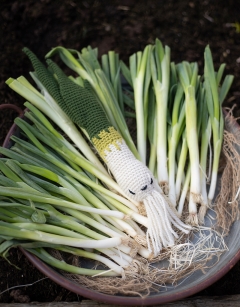 Spring Onion
