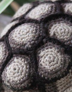 Walter the Tortoise
