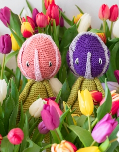 Bicolour Tulip