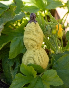 Bottle Gourd